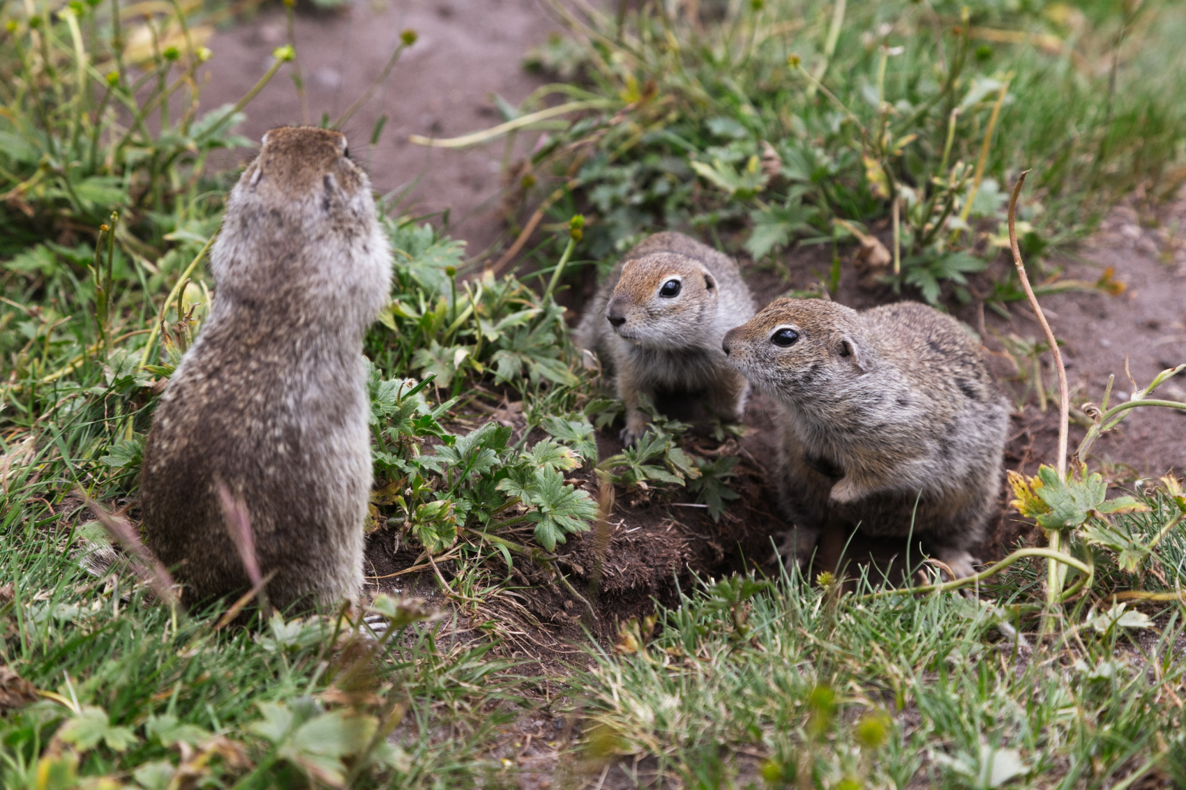 Восхождение Эльбрус с Севера (32/61)