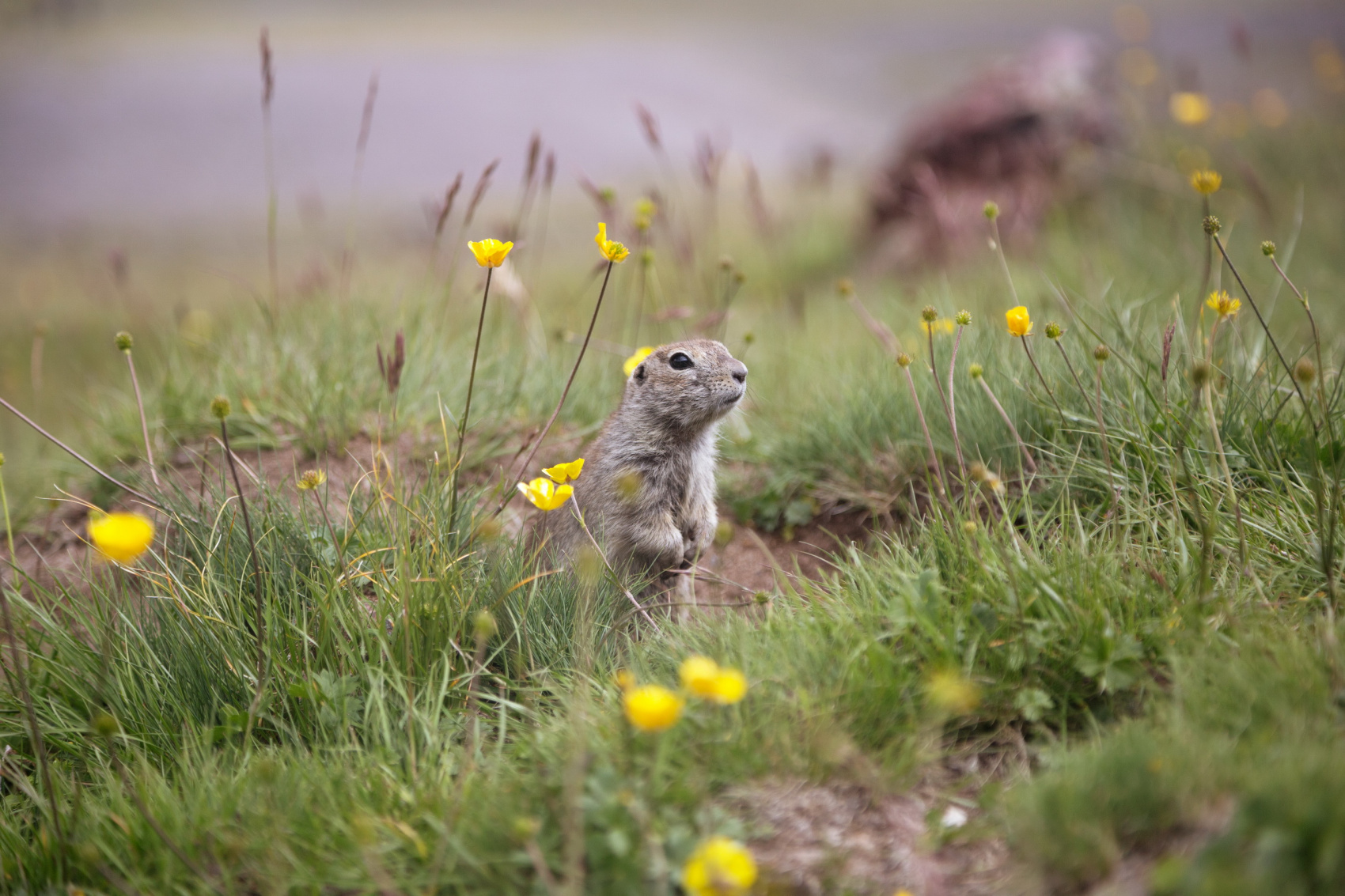 Восхождение Эльбрус с Севера (34/61)