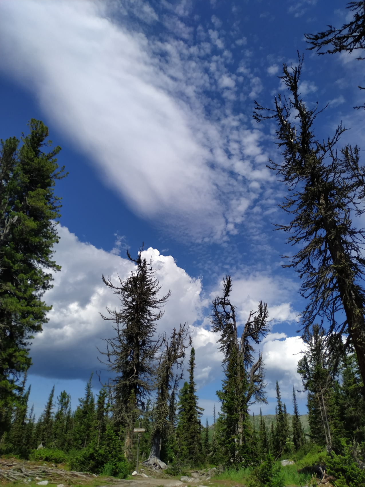 Эко-тур Сердце Саян (20/64)