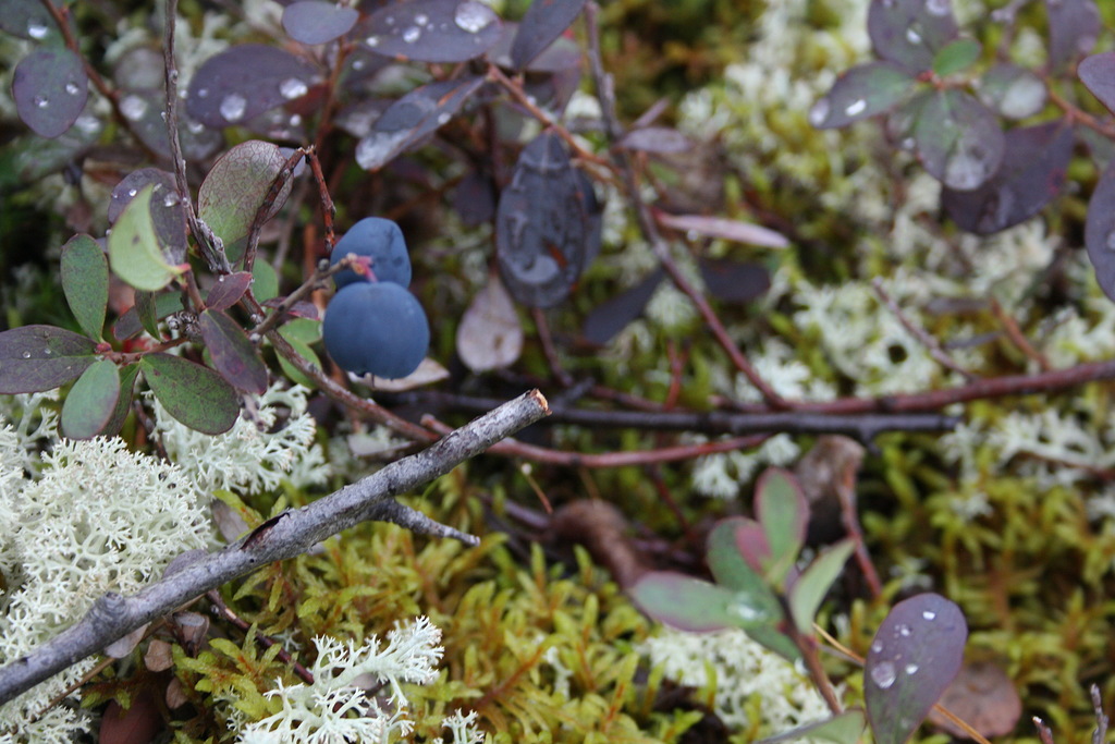 Кругосветка по Кольскому полуострову (7/21)