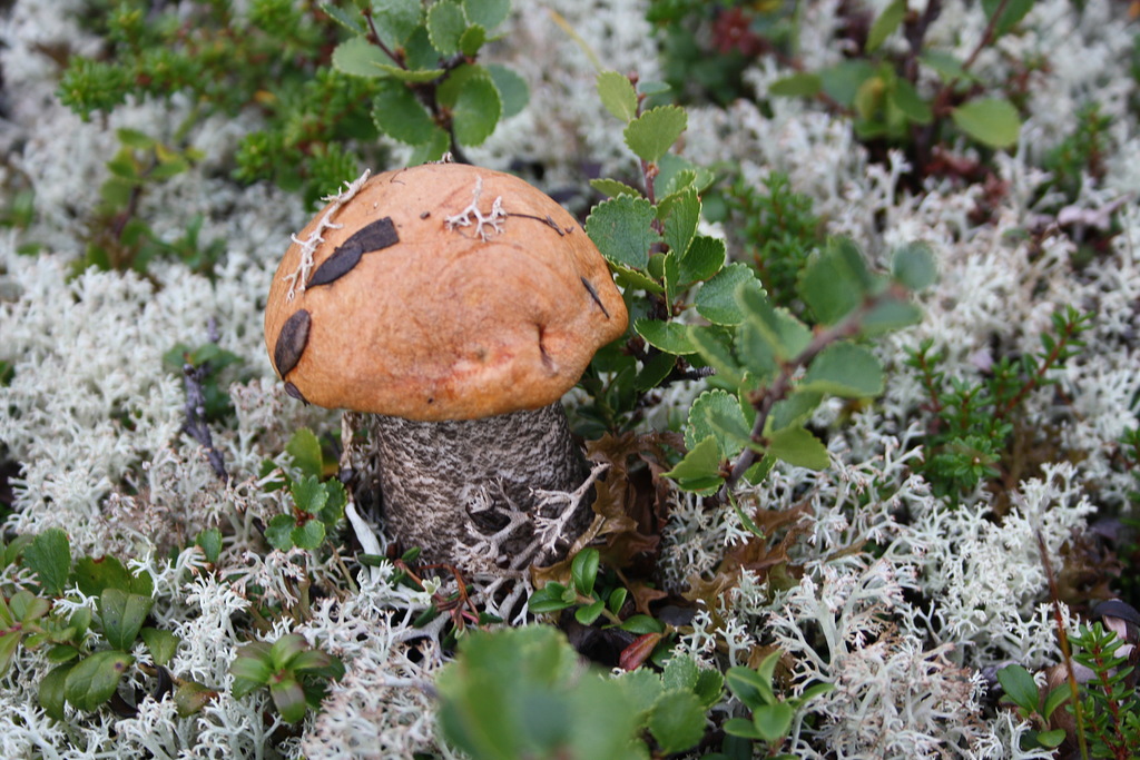 Кругосветка по Кольскому полуострову (2/21)