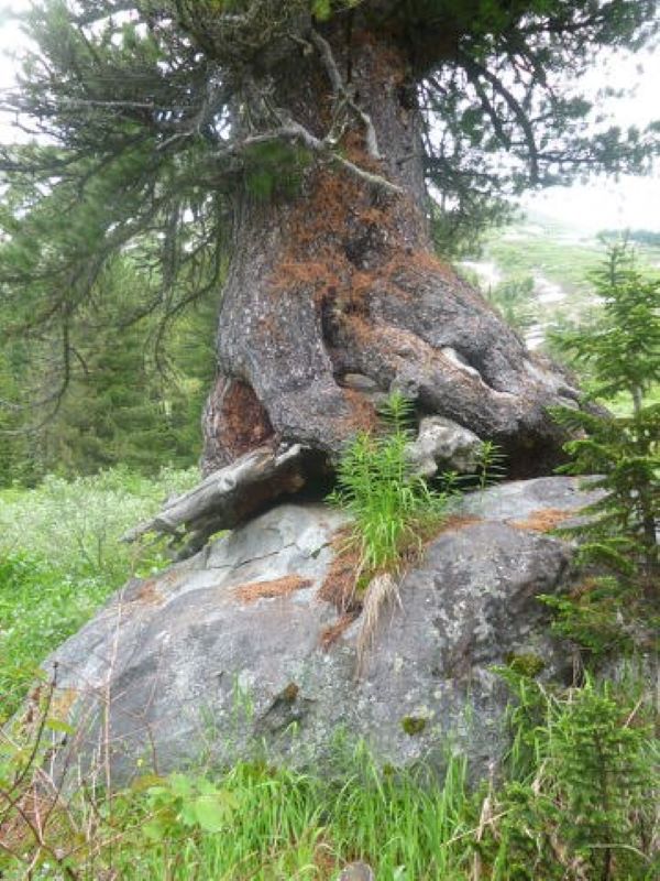 Кольцевой маршрут по Катунскому хребту. Мультинский узел. (7/25)
