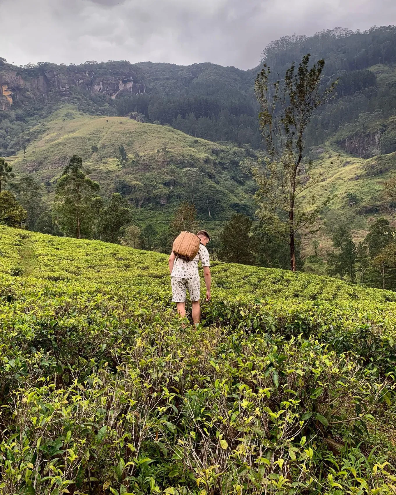 Wow! Цейлон! В погоне за приключениями: киты, горы, чай и святыни (10/96)