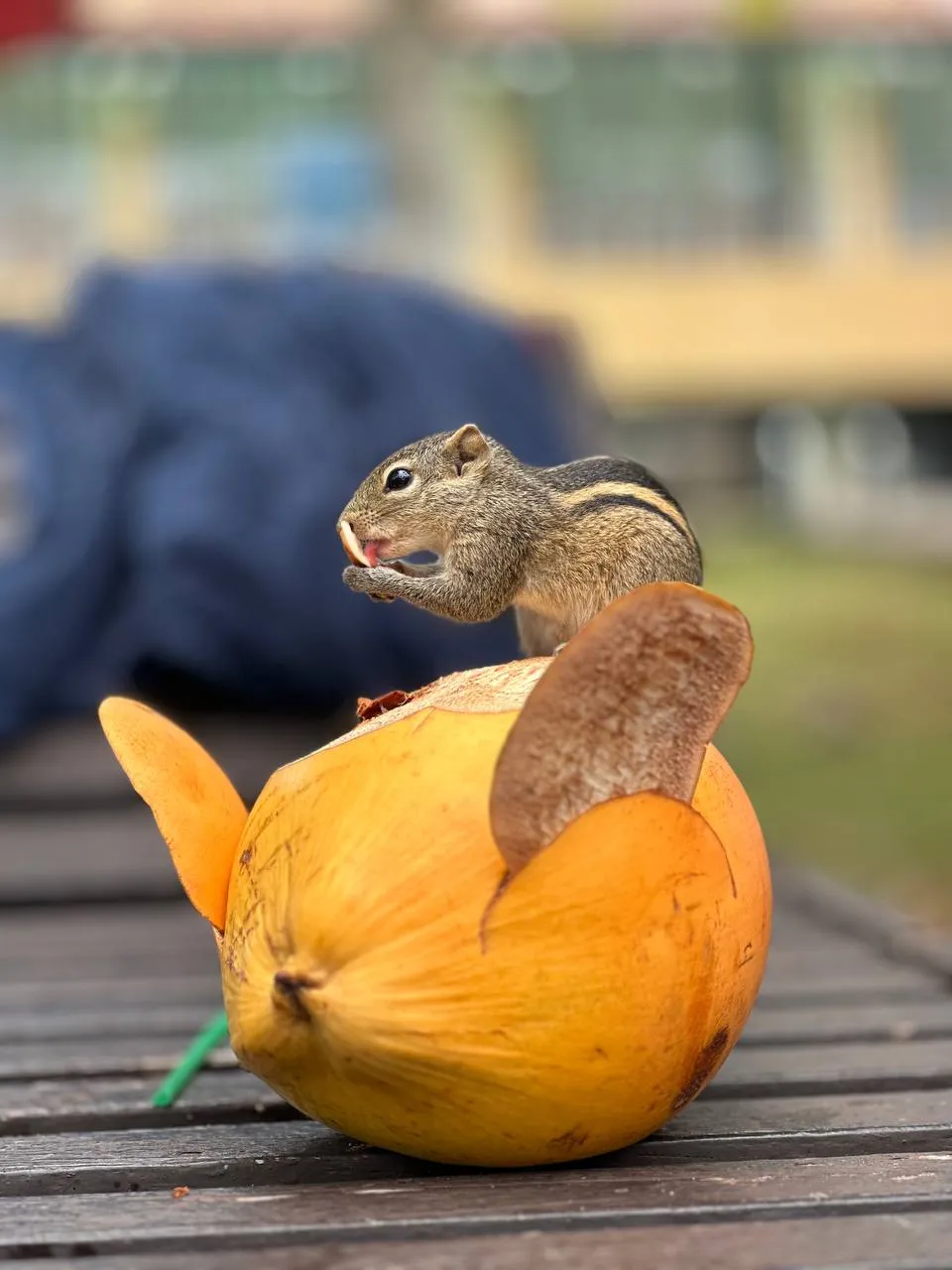 Wow! Цейлон! В погоне за приключениями: киты, горы, чай и святыни (12/96)