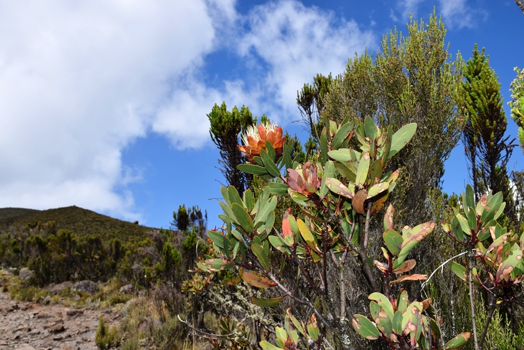 Килиманджаро с акклиматизацией. Гид географ-альпинист. (3/16)