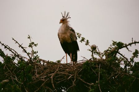 Сафари С Географом: Масаи Мара, Накуру, Найваша. (6/22)