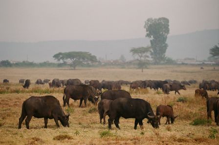 Сафари С Географом: Масаи Мара, Накуру, Найваша. (8/22)