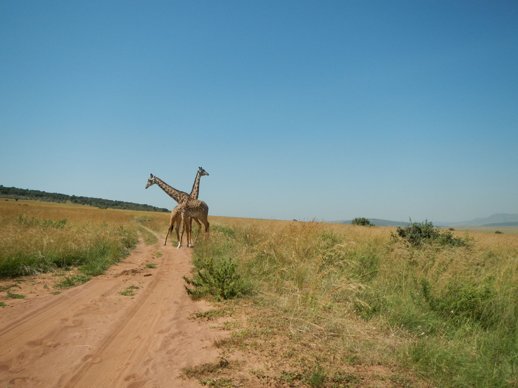 Сафари С Географом: Масаи Мара, Накуру, Найваша. (13/22)