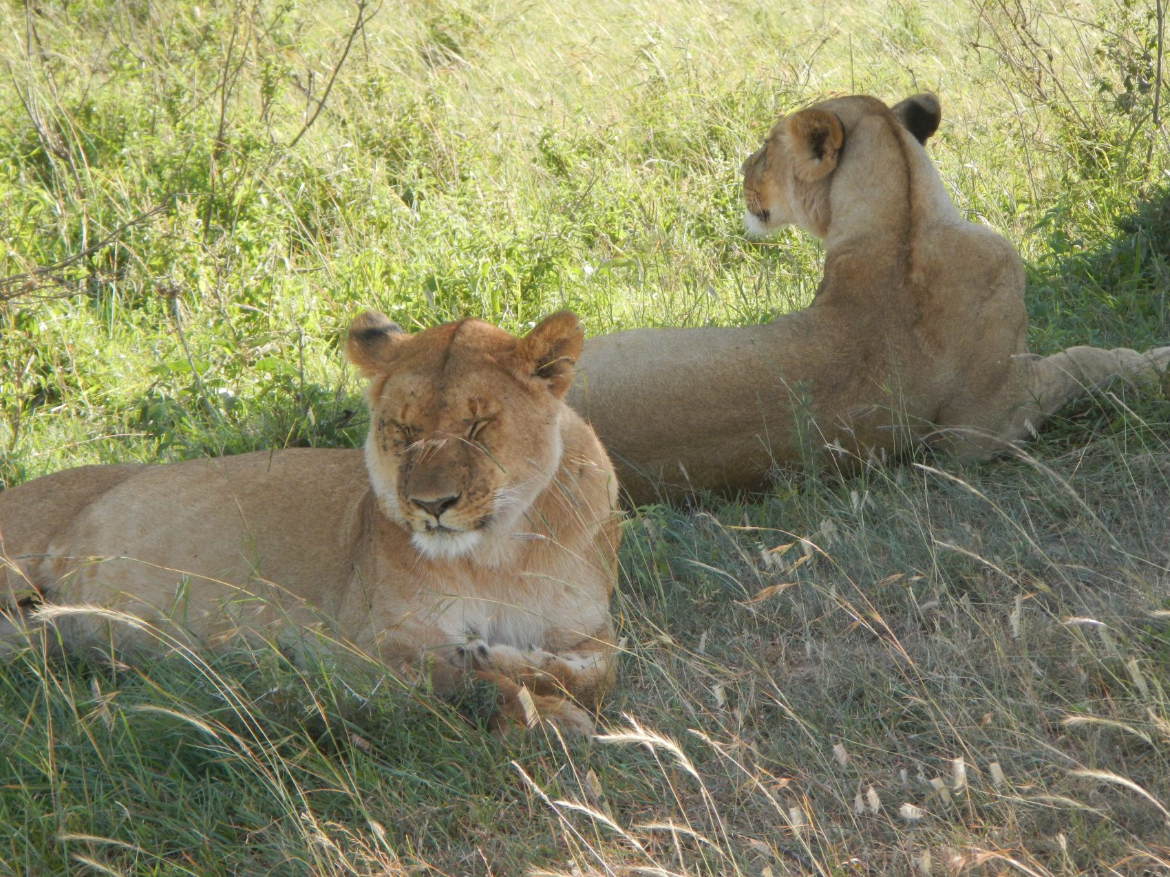 Сафари С Географом: Масаи Мара, Накуру, Найваша. (17/22)