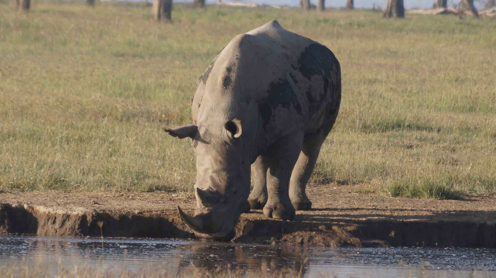 Сафари С Географом: Масаи Мара, Накуру, Найваша. (11/22)