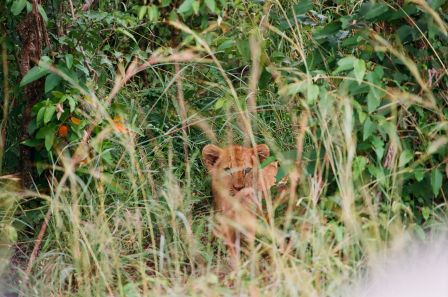 Сафари С Географом: Масаи Мара, Накуру, Найваша. (7/22)