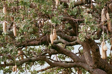 Сафари С Географом: Масаи Мара, Накуру, Найваша. (10/22)