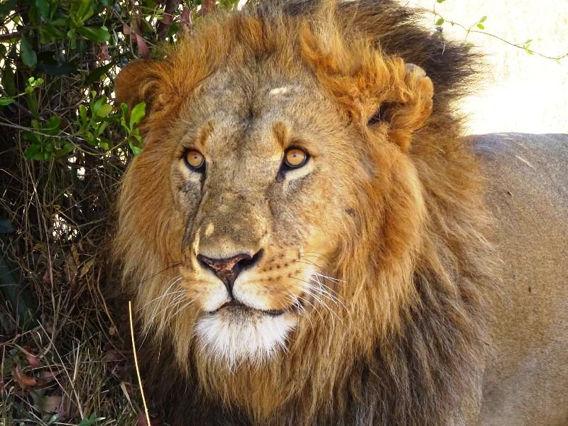 Сафари С Географом: Масаи Мара, Накуру, Найваша. (2/22)