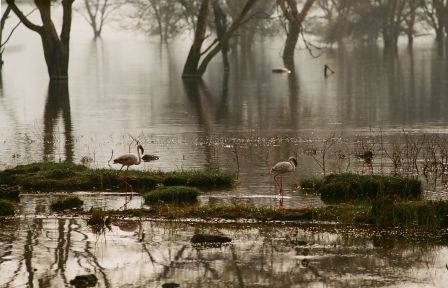 Сафари С Географом: Масаи Мара, Накуру, Найваша. (9/22)