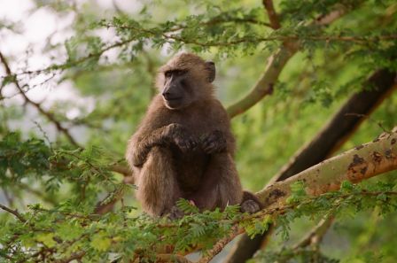 Сафари С Географом: Масаи Мара, Накуру, Найваша. (4/22)
