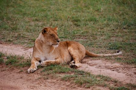 Сафари С Географом: Масаи Мара, Накуру, Найваша. (3/22)