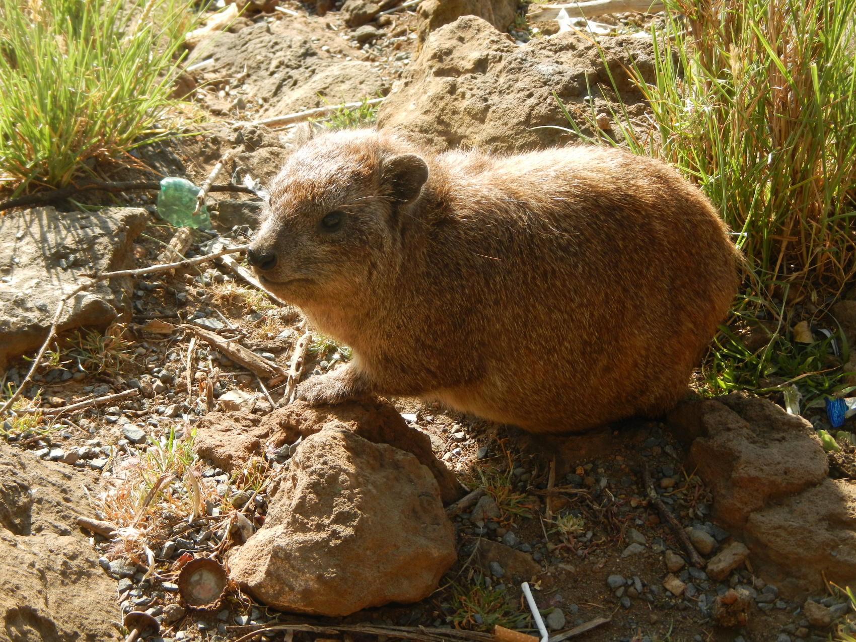 Сафари С Географом: Масаи Мара, Накуру, Найваша. (15/22)
