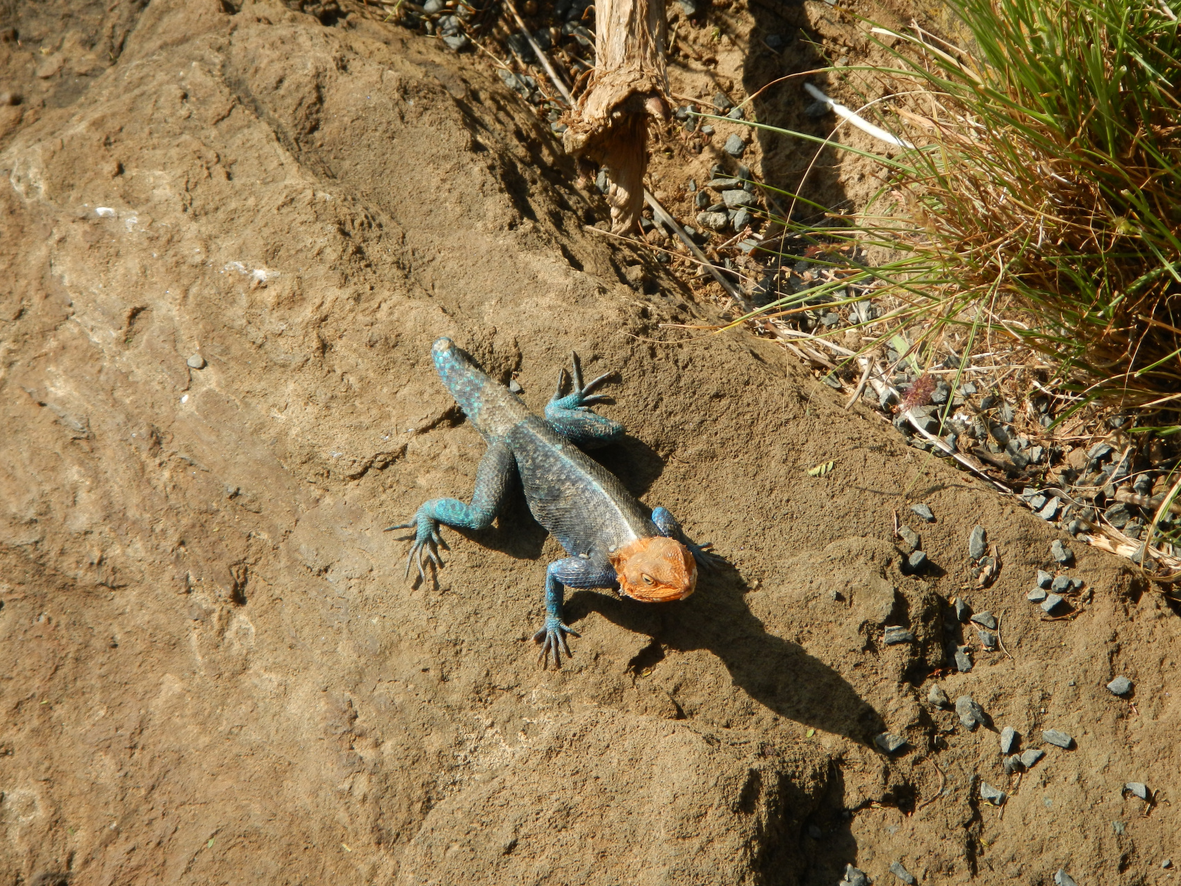 Сафари С Географом: Масаи Мара, Накуру, Найваша. (12/22)