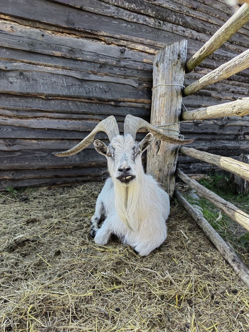 Вепсский лес. Путешествие по старинным деревням реки Оять (35/46)