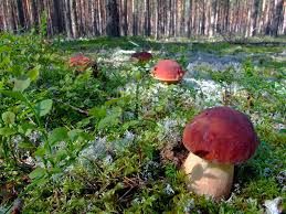 Вепсский лес. Путешествие по старинным деревням реки Оять (7/46)