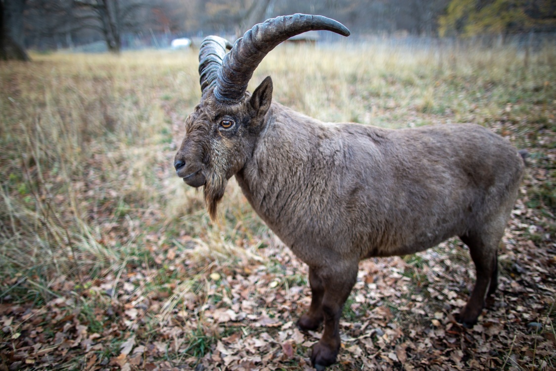 Отдых в Домбае (4 дня) (5/18)