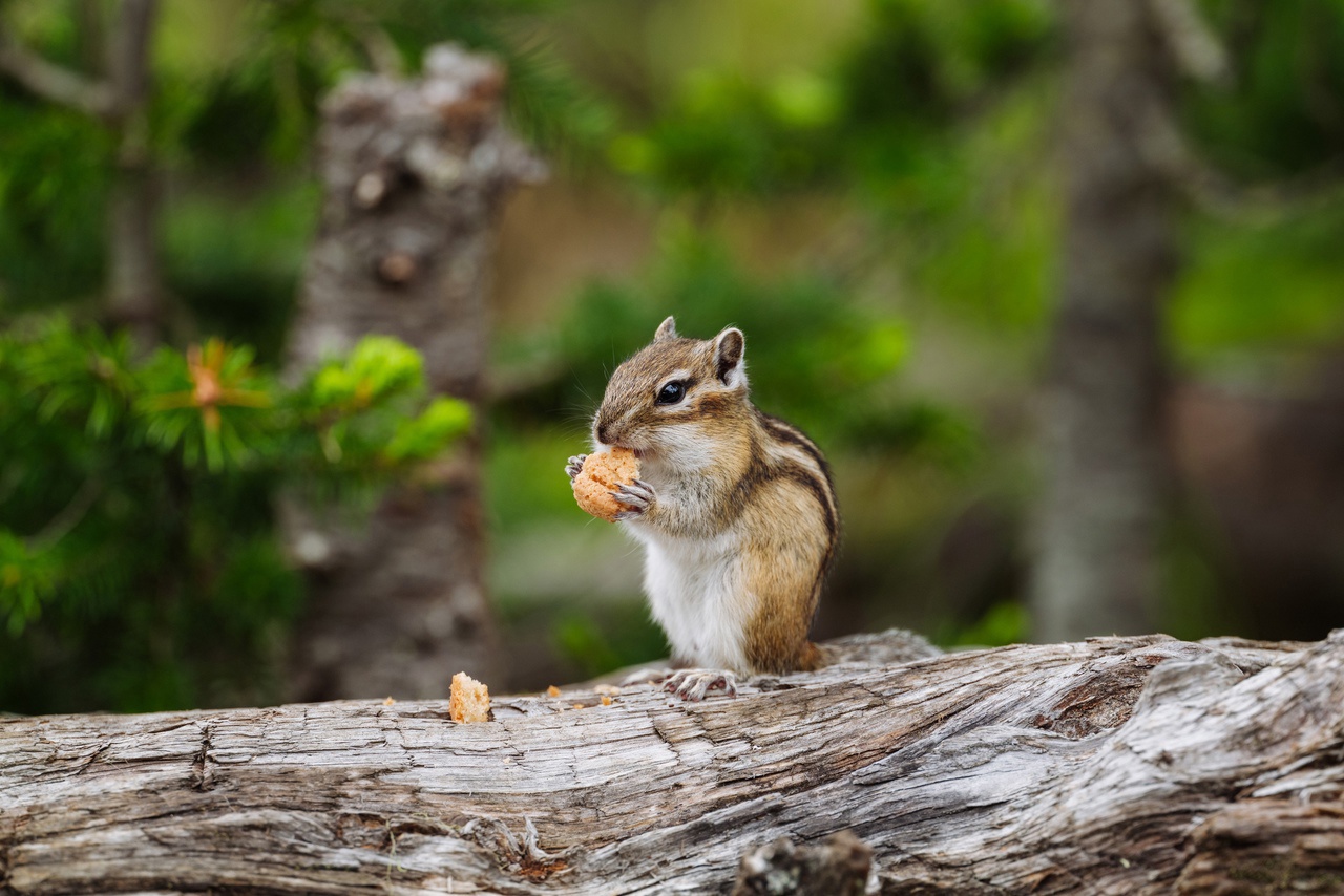 Ергаки: жемчужина Саян (5/45)