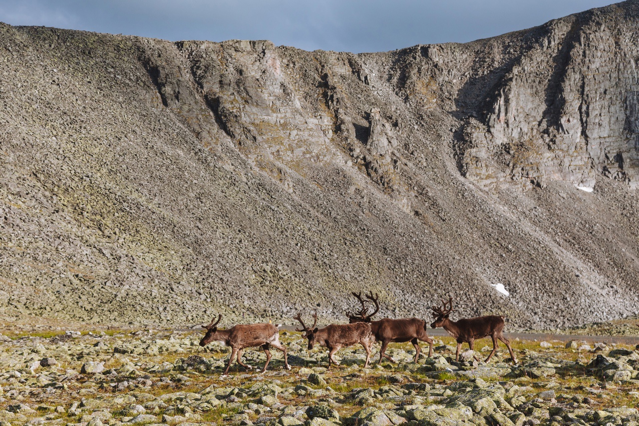 Приполярный Урал: горы Народная и Манарага (15/45)