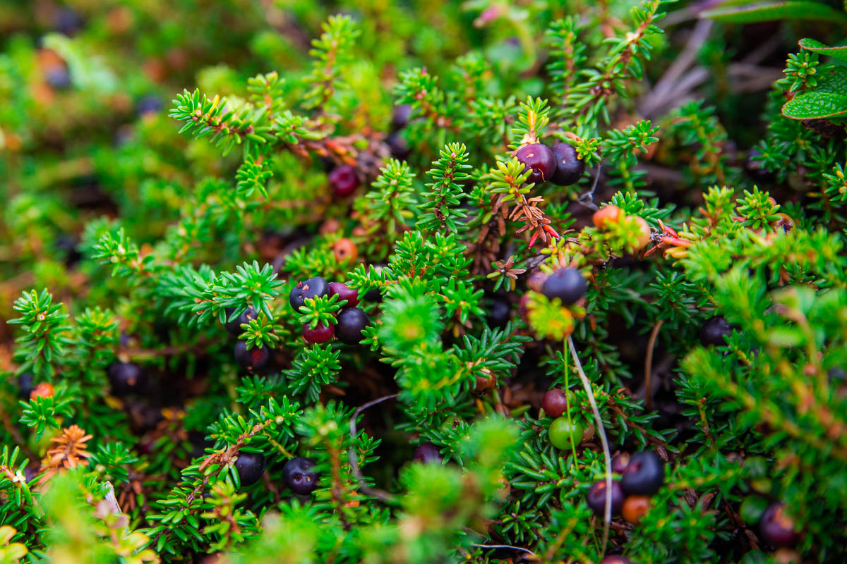 Большой поход по Камчатке: Толбачик и вулканы юга (11/46)