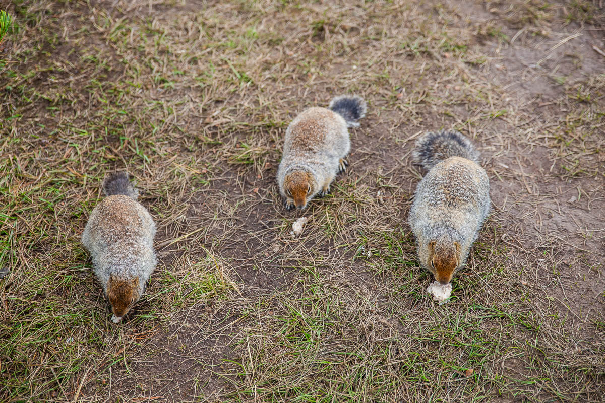 Большой поход по Камчатке: Толбачик и вулканы юга (5/46)