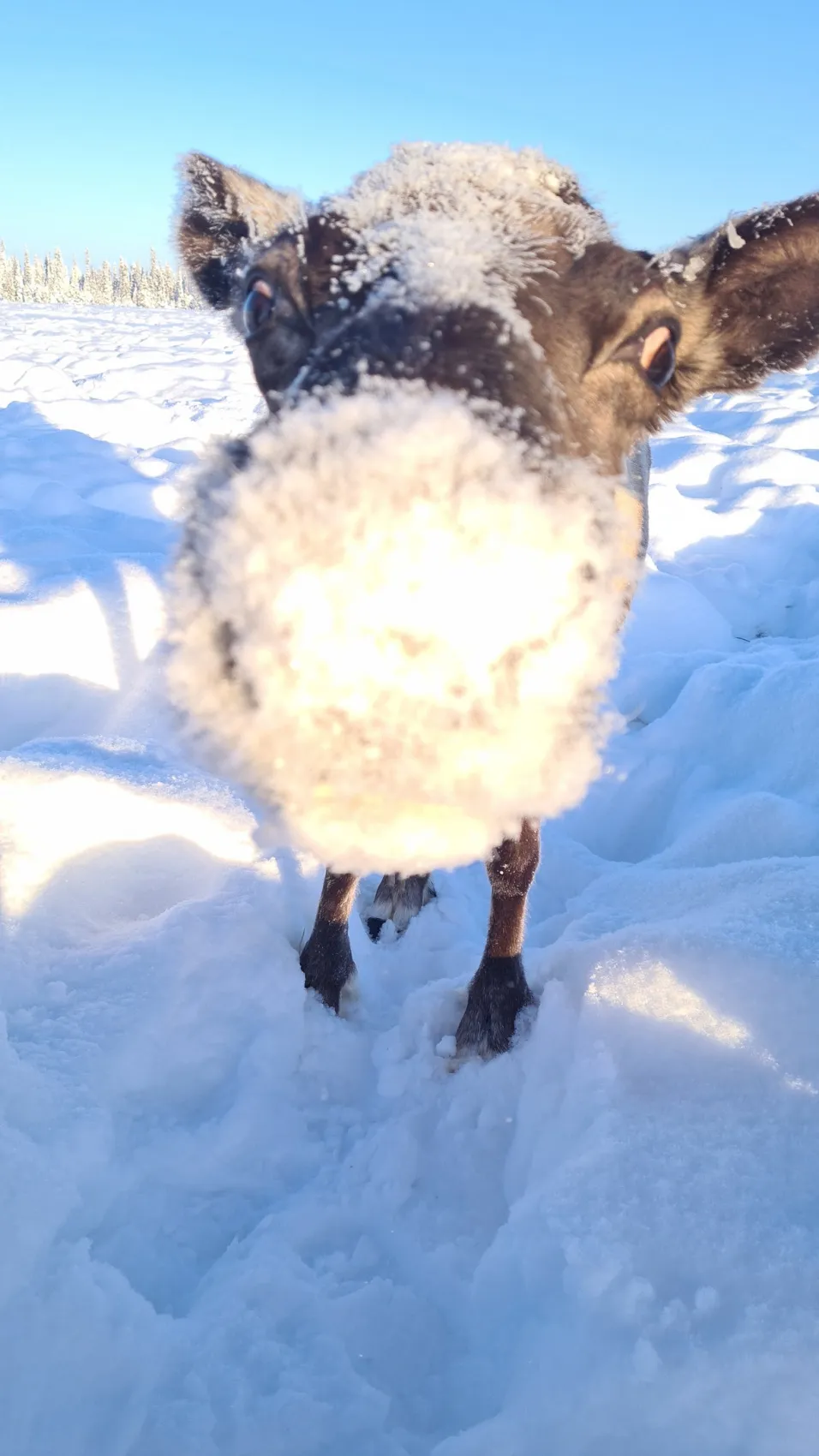 Открой для себя Арктику. Все включено, описание ниже (62/76)