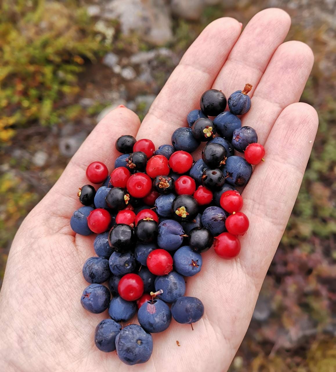 Открой для себя Арктику. Все включено, описание ниже (47/76)