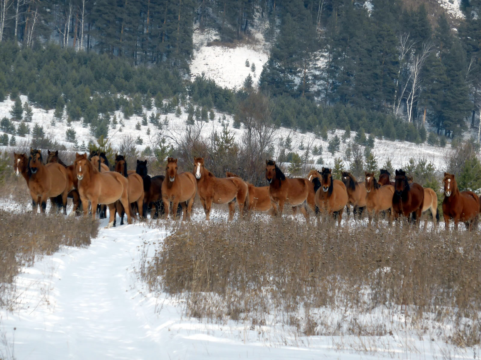 Конные сани: русская экзотика. Тур на 3 дня (6/14)