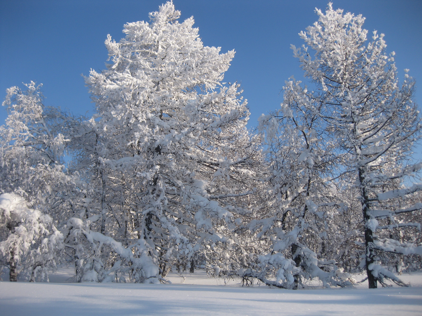 Конные сани: русская экзотика. Тур на 3 дня (7/14)