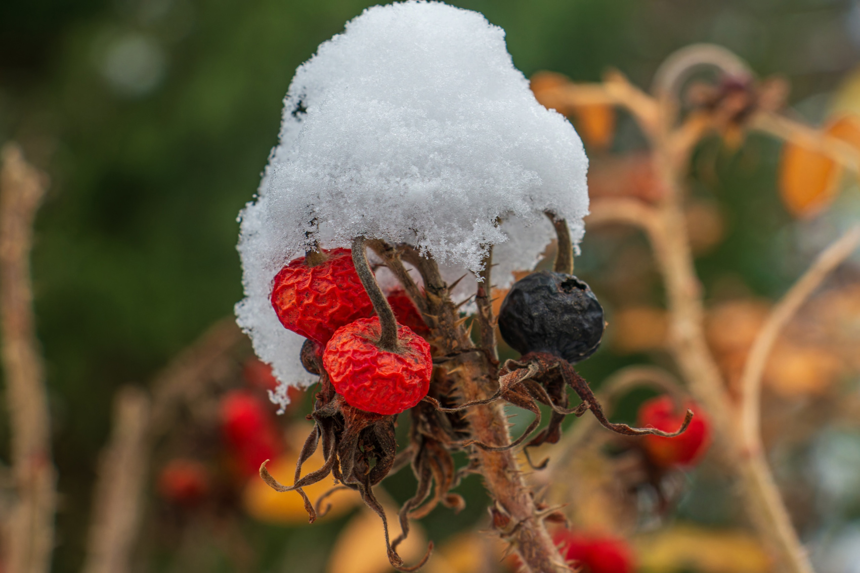 Зимние сказки Вепсского леса (2 дня / 1 ночь) (15/26)