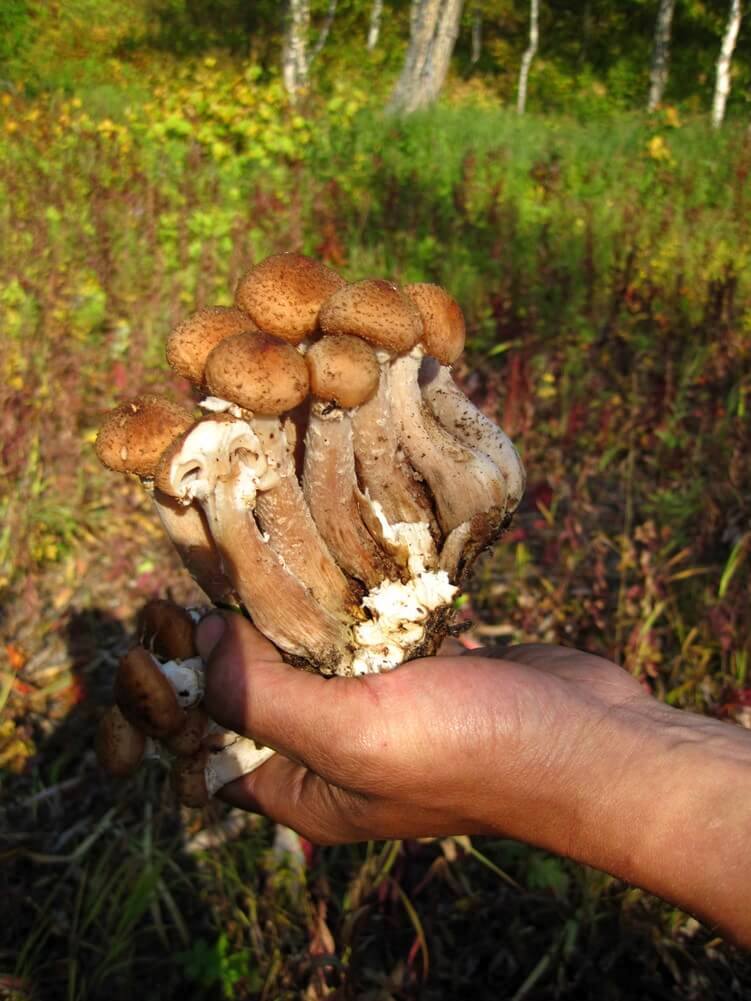 Треккинг в Налычево (поход с рюкзаками) (21/77)