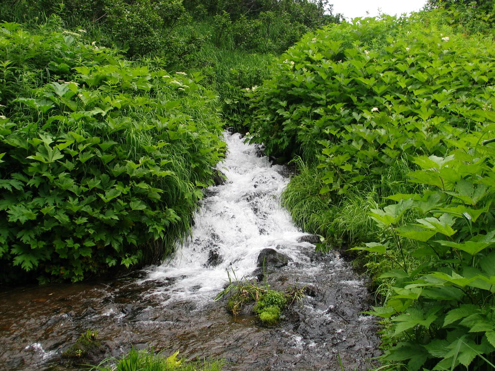 Треккинг в Налычево (поход с рюкзаками) (40/77)