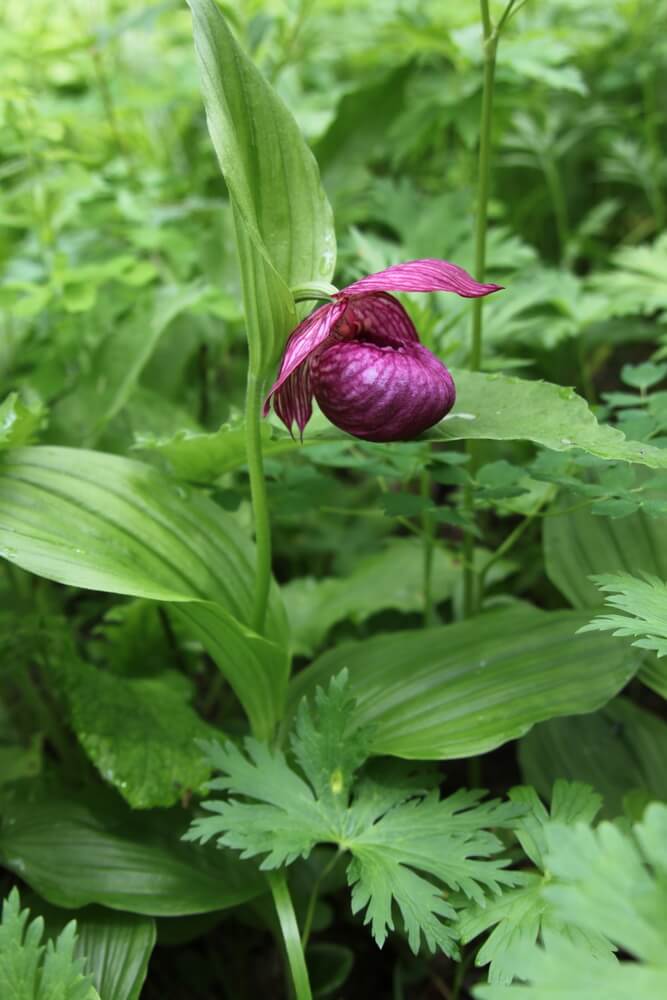 Треккинг в Налычево (поход с рюкзаками) (22/77)