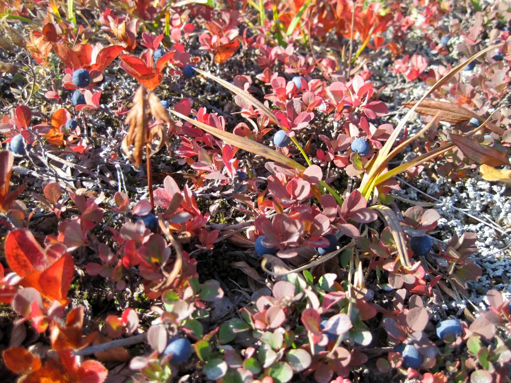 Треккинг в Налычево (поход с рюкзаками) (36/77)