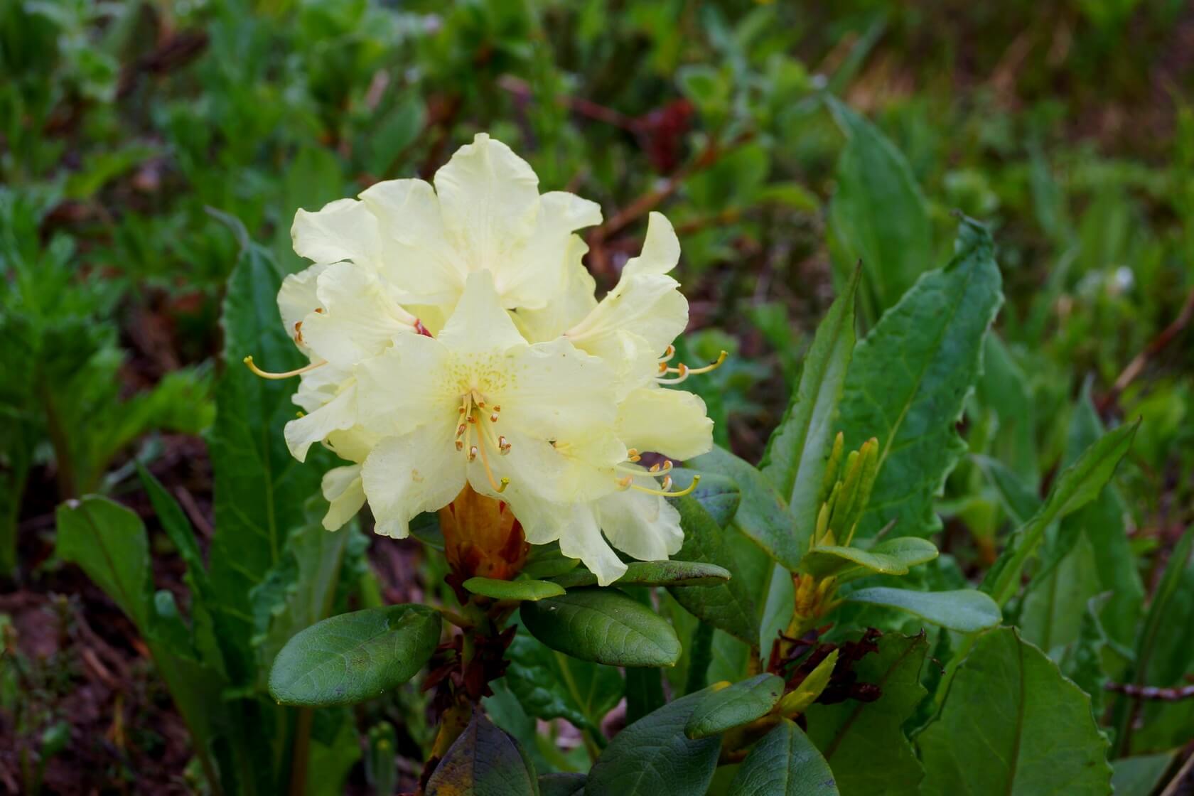 Треккинг в Налычево (поход с рюкзаками) (23/77)