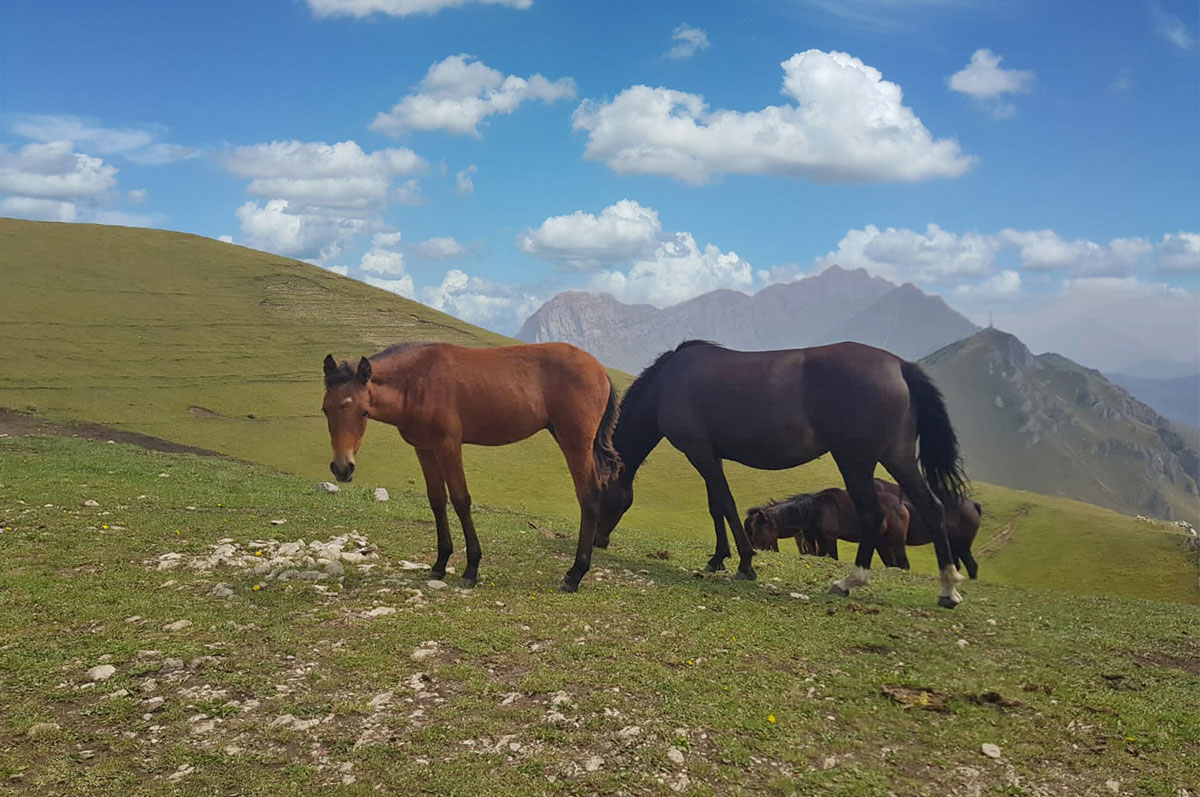Треккинг в Ингушетии (всё включено). (25/108)