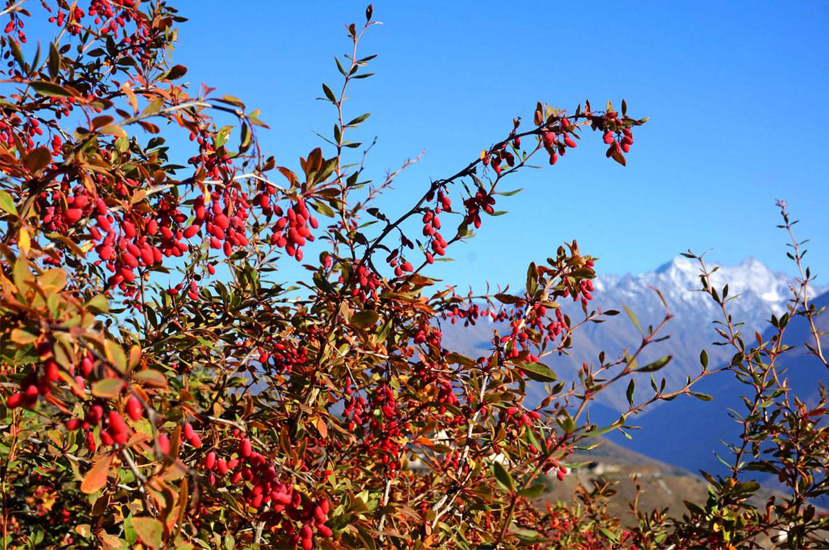 Треккинг в Ингушетии (всё включено). (19/108)