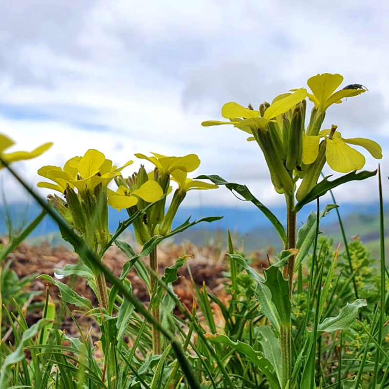 Треккинг в Ингушетии (всё включено). (86/108)