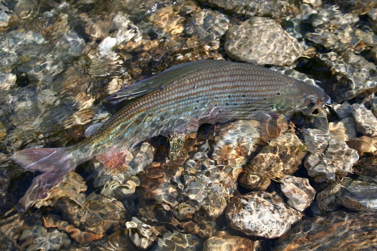 Алтай. Шавлинские озёра. Перезагрузка. (6/69)