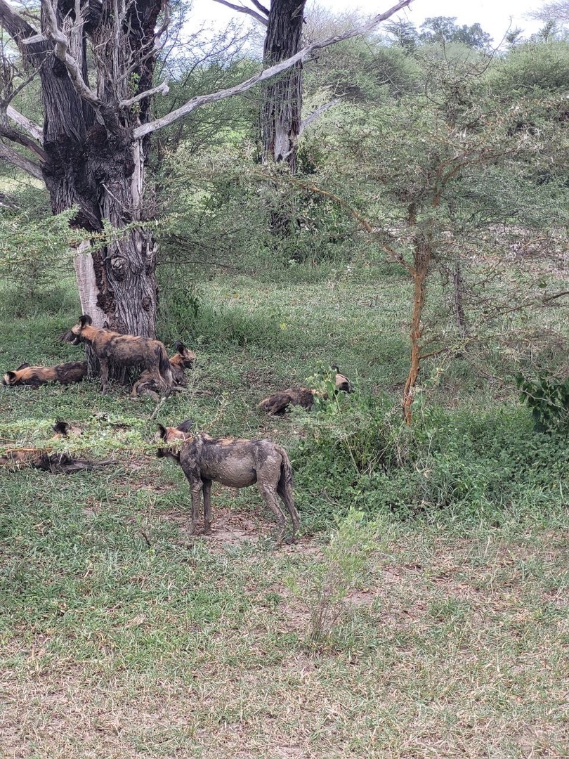 Танзания и Занзибар (36/68)