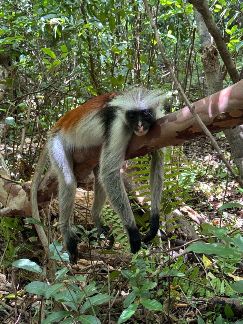Танзания и Занзибар (24/68)