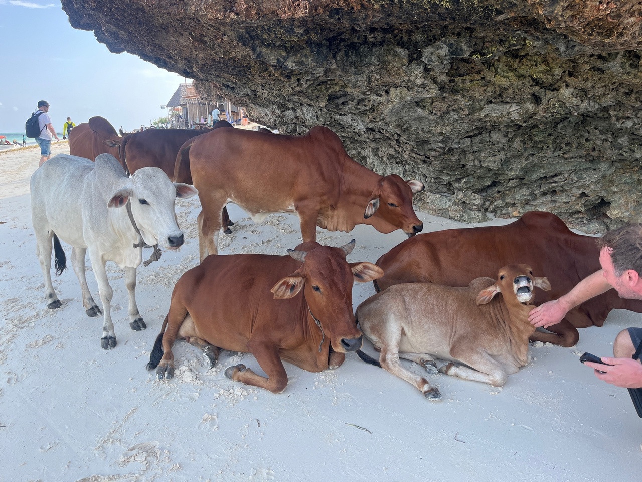 Танзания и Занзибар (18/68)