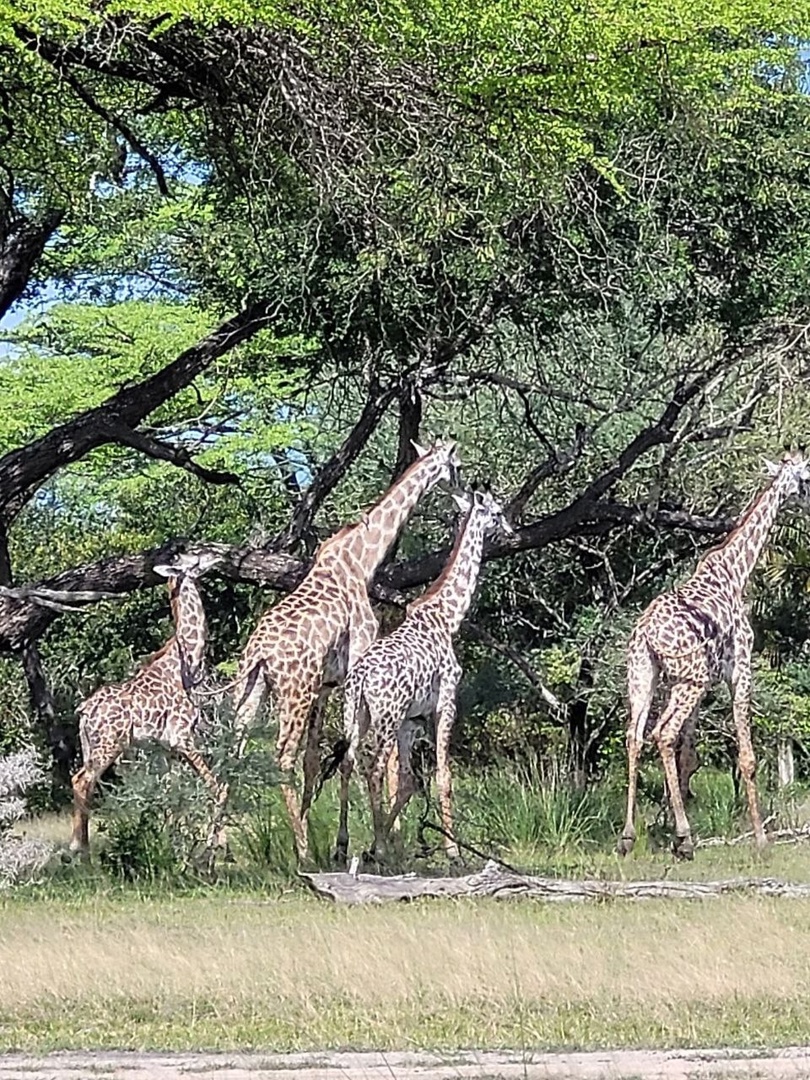 Танзания и Занзибар (35/68)