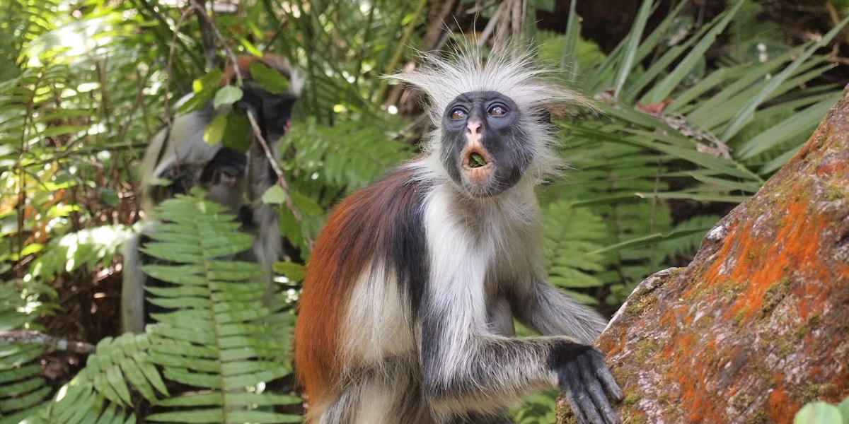 Танзания и Занзибар (6/68)