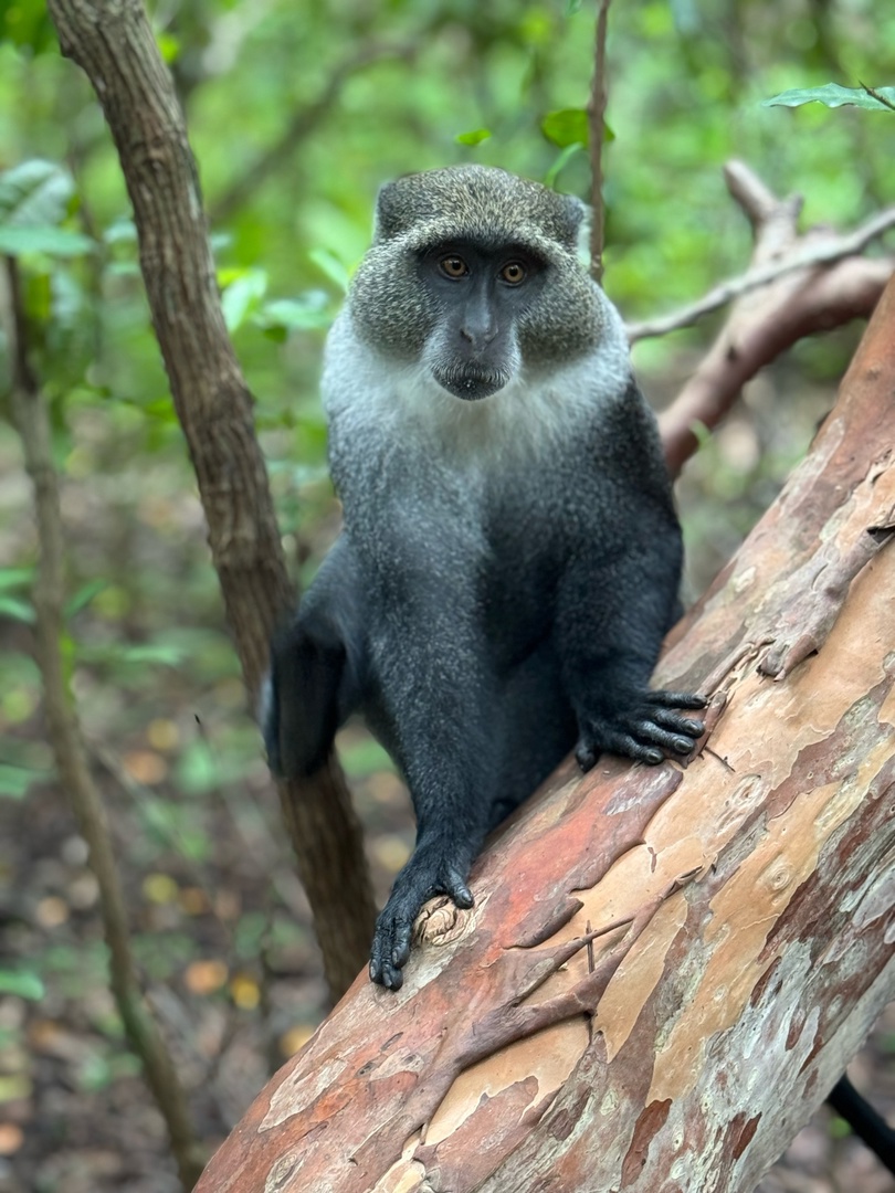 Танзания и Занзибар (23/68)