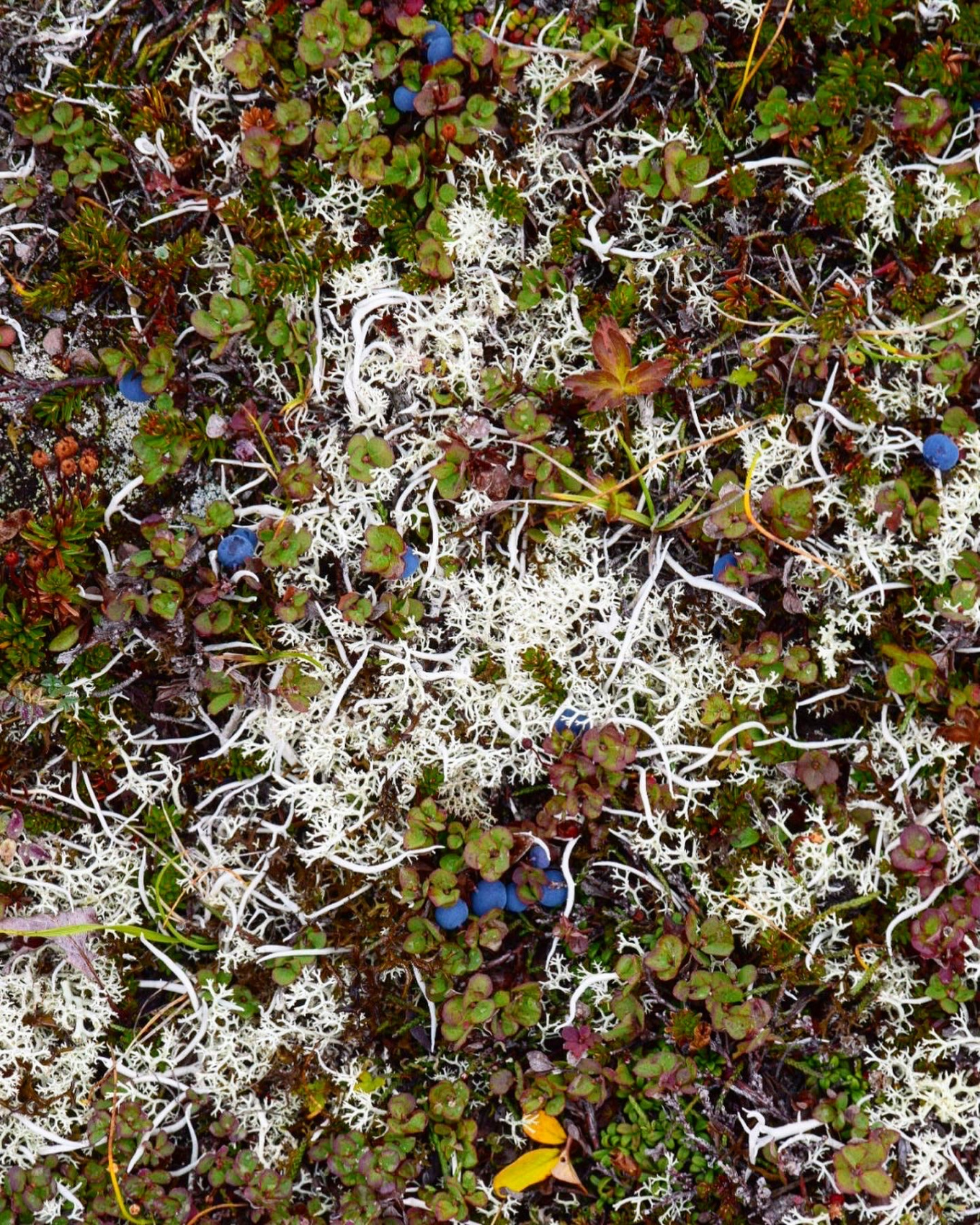 Спокойная Камчатка (14/33)